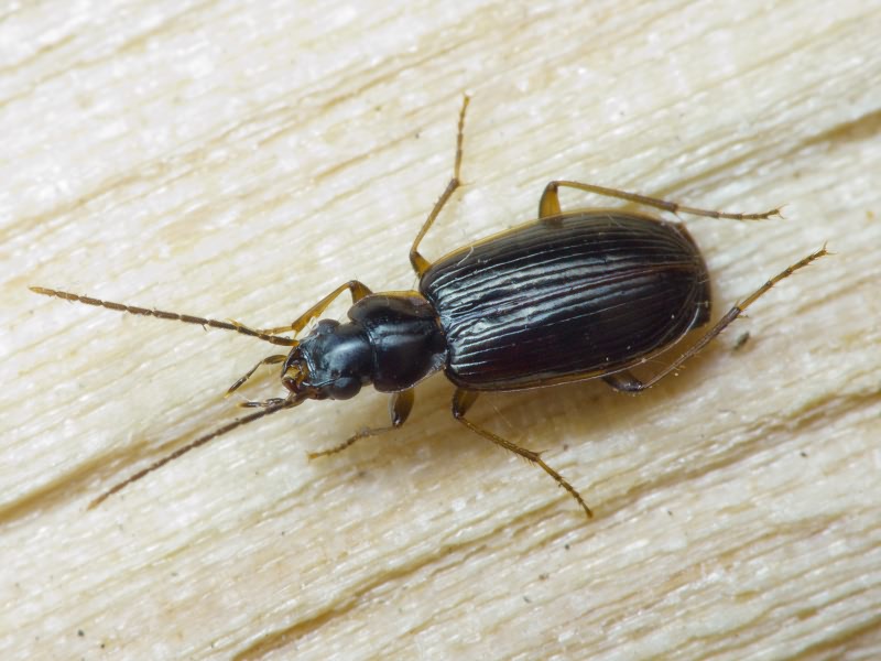 Badister (Baudia) collaris Motschulsky, 1844